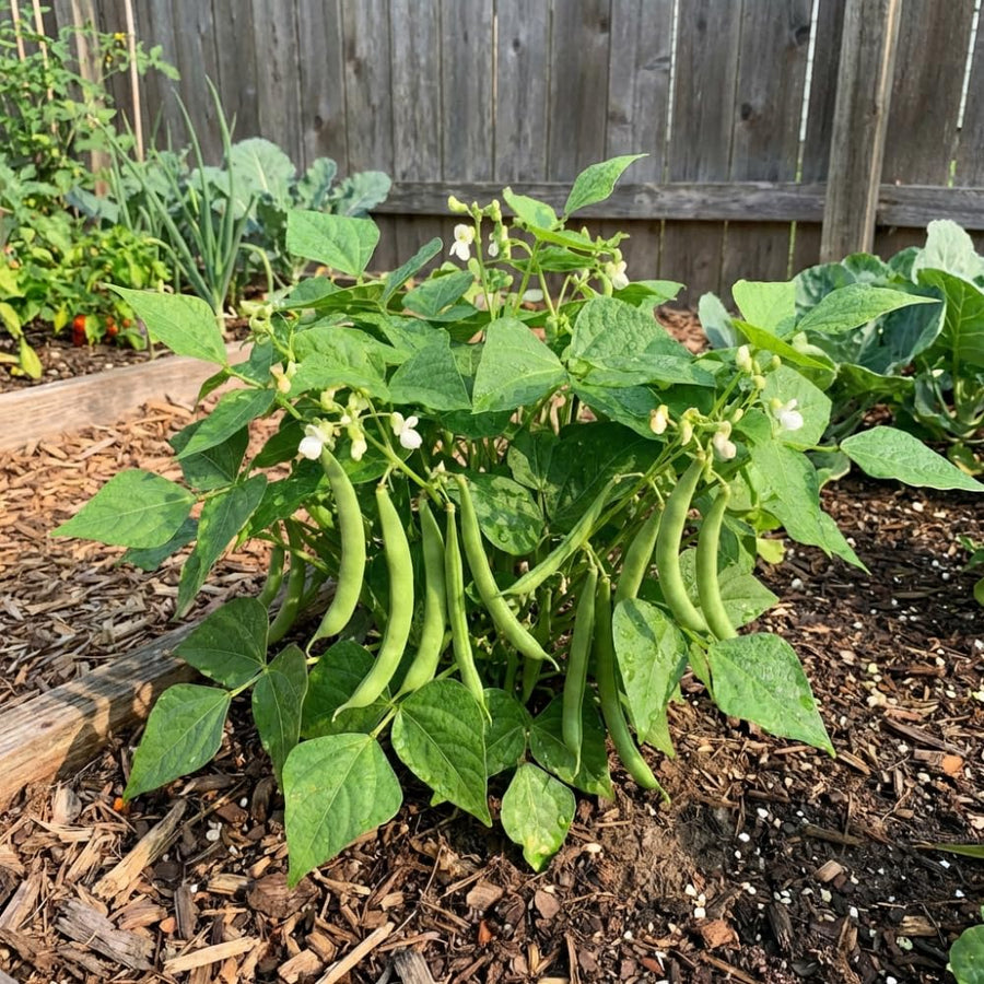 2PPP Green Bean Plant Live in 4 Inch Pot, Bean Live Plant 5 Inches Tall, Well Rooted Vegetable Plant for Growing