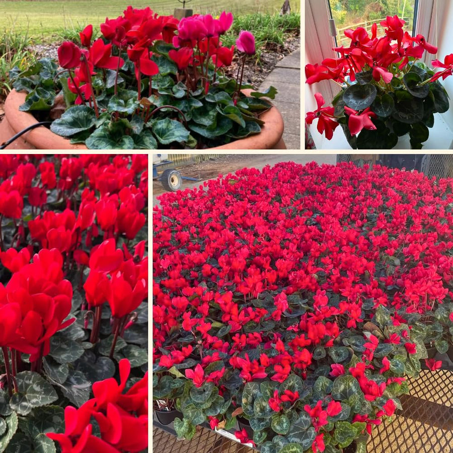 Cyclamen Plant Live, Hardy Flowering Plant with Vibrant Bloom, 5-7 Inches Pot, Outdoor Indoor Houseplant (Red Cyclamen)