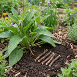 10 Comfrey Root Cuttings, Live Comfrey Plants for Planting, Fast Growing Perennial Herbs for Outdoor Garden