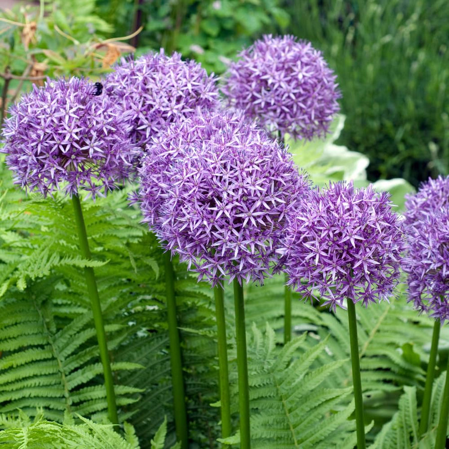5 Large Purple Allium Bulbs, Ornamental Onion Flower Bulbs, Spring Blooming Garden Flowers for Outdoor Landscaping Planting