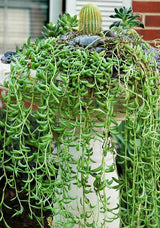 String Plant Live 4 Inch Pot, Rare Succulents Plants in Hanging Baskets, Trailing Succulent Houseplant for Home Office (String of Banana)