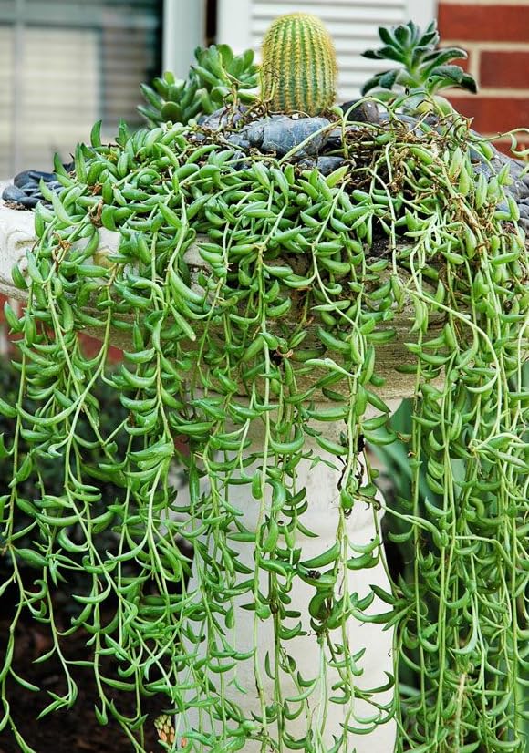 String Plant Live 4 Inch Pot, Rare Succulents Plants in Hanging Baskets, Trailing Succulent Houseplant for Home Office (String of Banana)