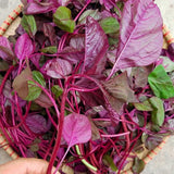 5000 Red Amaranth Seeds for Planting, Tricolor Vegetable Seeds for Garden, Fresh Amaranth Seed for Raised Beds, Containers or Outdoor Growing