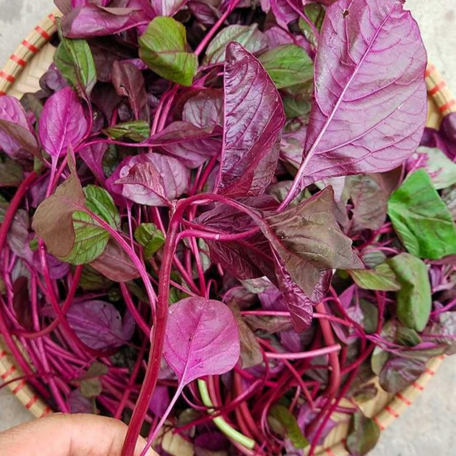 5000 Red Amaranth Seeds for Planting, Tricolor Vegetable Seeds for Garden, Fresh Amaranth Seed for Raised Beds, Containers or Outdoor Growing
