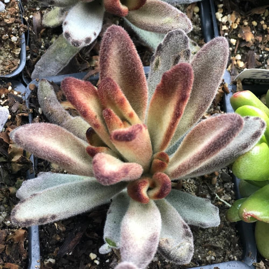 Kalanchoe Plant Live, Mother of Thousands Live Plant in 2" Pot, Rare Succulent Indoor Houseplant (Chocolate Kalanchoe)