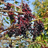 Sweet Black Elderberry Plant Live, 1.5 to 2.5 Feet Tall in 1 Gallon Pot, Hardy Fruit-Producing Shrub for Outdoor Planting