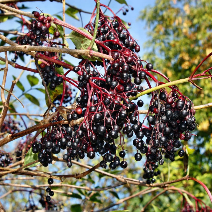 Sweet Black Elderberry Plant Live, 1.5 to 2.5 Feet Tall in 1 Gallon Pot, Hardy Fruit-Producing Shrub for Outdoor Planting