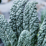 Blue Kale Live Plant in 4″ Pot, Well Rooted Kale Plants, Vegetable for Garden or Container Planting