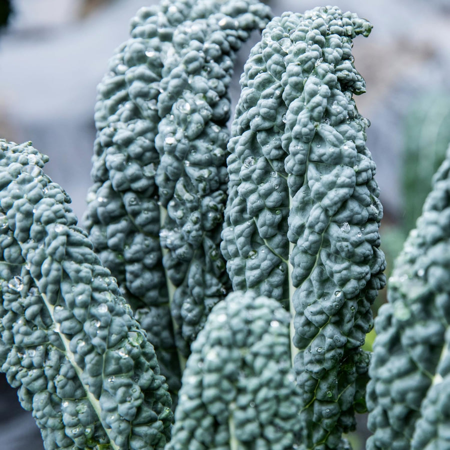 Blue Kale Live Plant in 4″ Pot, Well Rooted Kale Plants, Vegetable for Garden or Container Planting