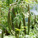 Moringa Tree Live Plant, 6-8 Inches Tall, Well-Rooted Moringa Oleifera Seedling, Fast-Growing Tropical Tree