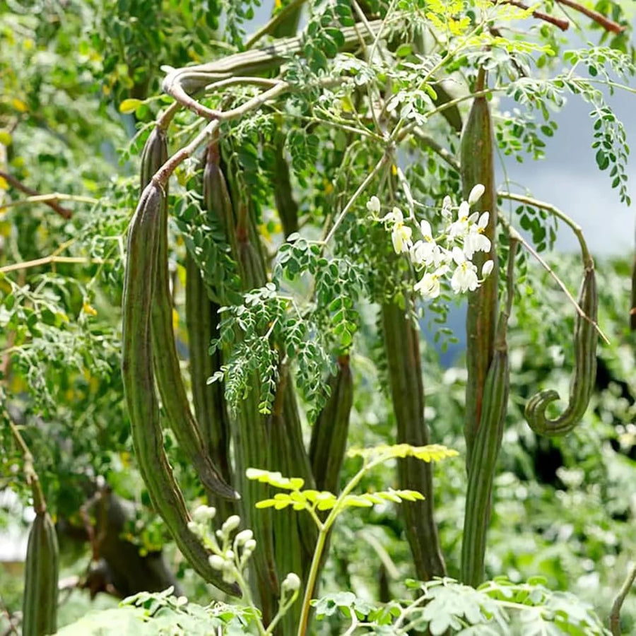 Moringa Tree Live Plant, 6-8 Inches Tall, Well-Rooted Moringa Oleifera Seedling, Fast-Growing Tropical Tree