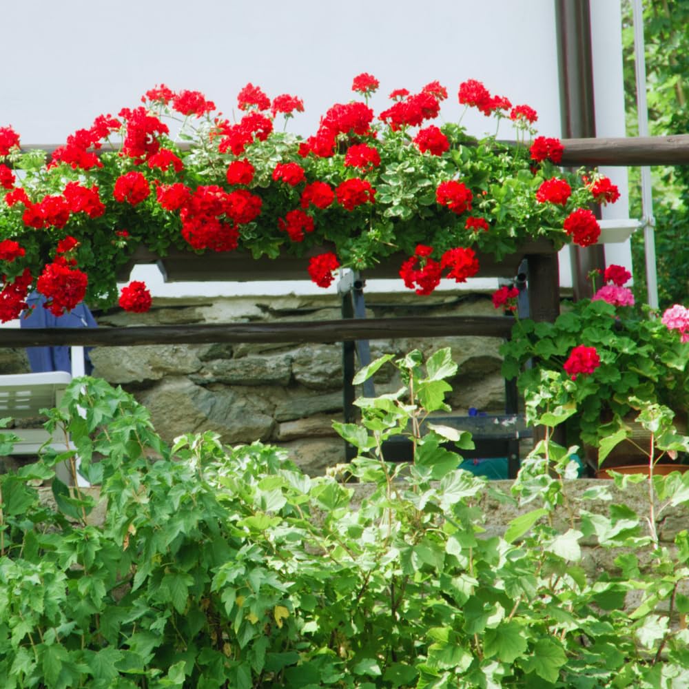 6 Geranium Plants Live, Red Geranium Flower Plants Indoor and Outdoor, 5 to 7 Inches Tall
