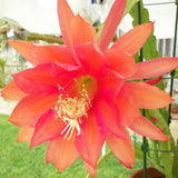 Epiphyllum Orchid Cactus Live Plant, 2 Plants Per Pot, Blooming Orchid Cactus for Indoor or Outdoor Growing (Orange Epiphyllum)