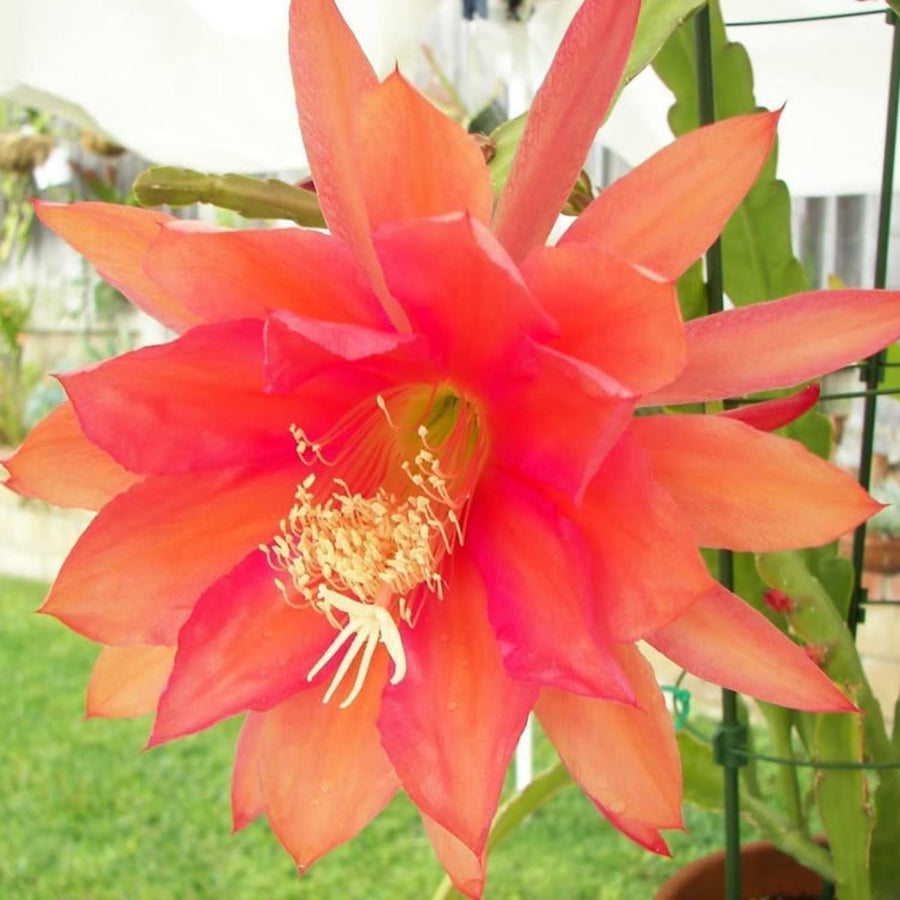 Epiphyllum Orchid Cactus Live Plant, 2 Plants Per Pot, Blooming Orchid Cactus for Indoor or Outdoor Growing (Orange Epiphyllum)