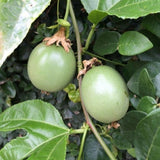 Purple Passion Fruit Plant, 6-8 Tall Passiflora Plants in 4 Inch Pot, Tropical Passion Fruit Vine for Outdoor Growing, Passionfruit Seedling