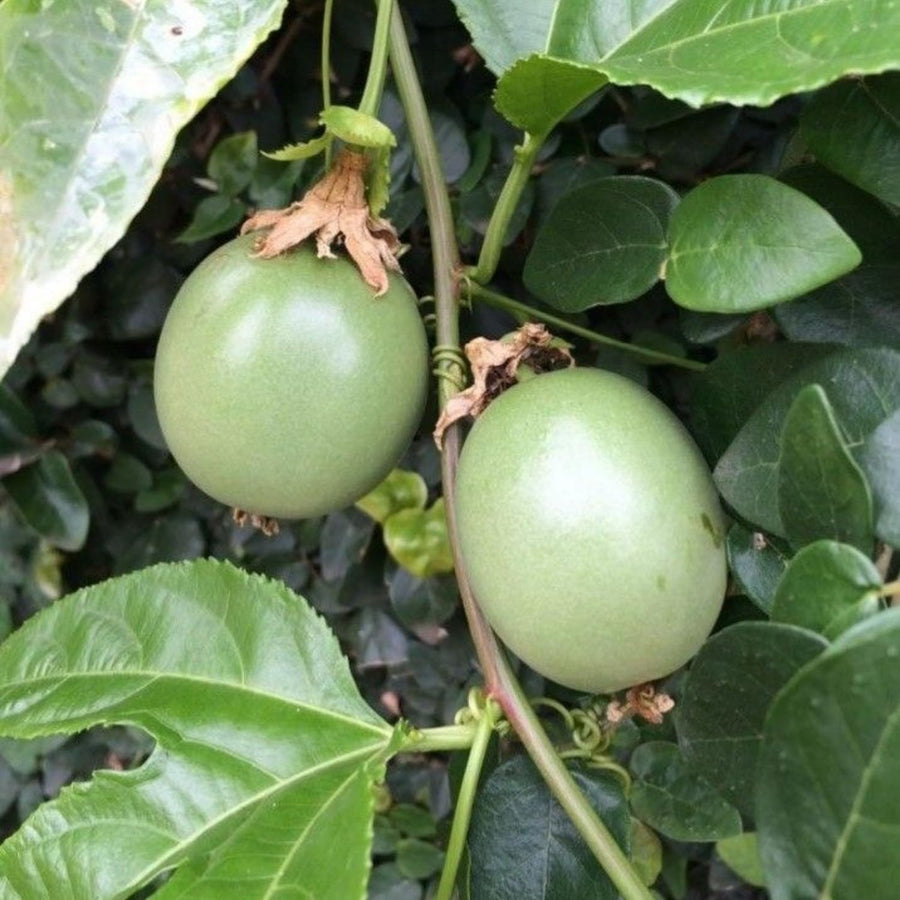 Purple Passion Fruit Plant, 6-8 Tall Passiflora Plants in 4 Inch Pot, Tropical Passion Fruit Vine for Outdoor Growing, Passionfruit Seedling