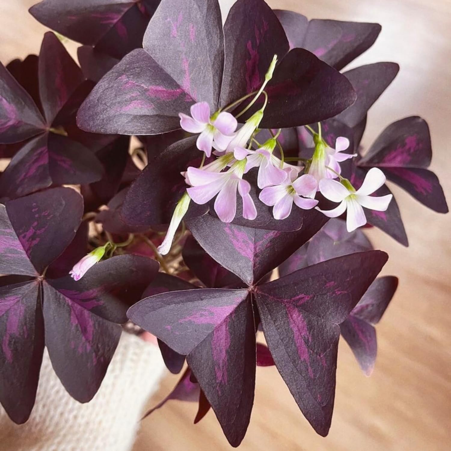 Purple Shamrock Plant Live, Starter Oxalis Plant in 4" Pot, Easy Care Ornamental Houseplant for Patio, Container and Home Gardening