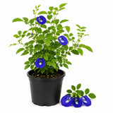 Butterfly Pea Plant in 4 Inch Pot, Blue Butterfly Pea Vine Plant Live, Outdoor Growing