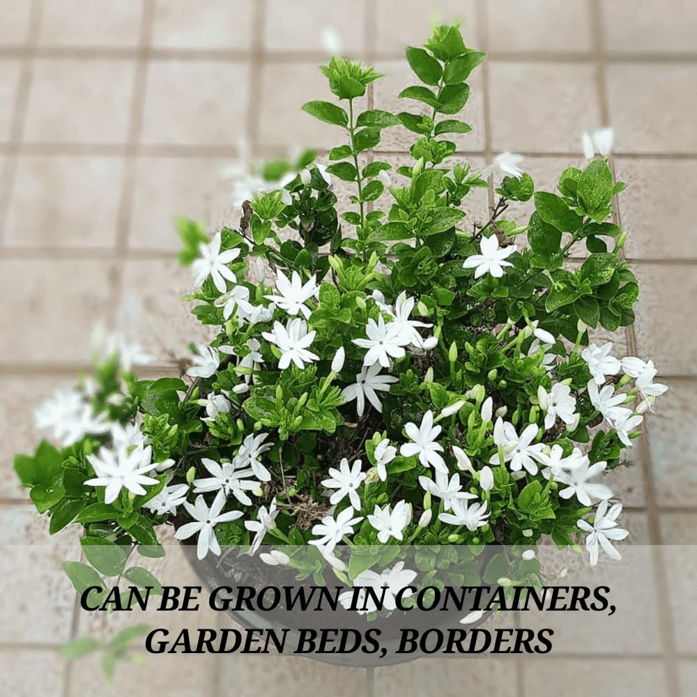3 Mix Jasmine Plants, Fragrant Jasmine Vines, Jasmines Flowering Plant Well Rooted 4-7 Inches for Gardens and Indoor Spaces
