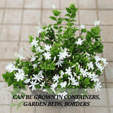 3 Mix Jasmine Plants, Fragrant Jasmine Vines, Jasmines Flowering Plant Well Rooted 4-7 Inches for Gardens and Indoor Spaces
