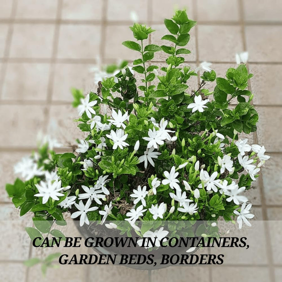 3 Mix Jasmine Plants, Fragrant Jasmine Vines, Jasmines Flowering Plant Well Rooted 4-7 Inches for Gardens and Indoor Spaces