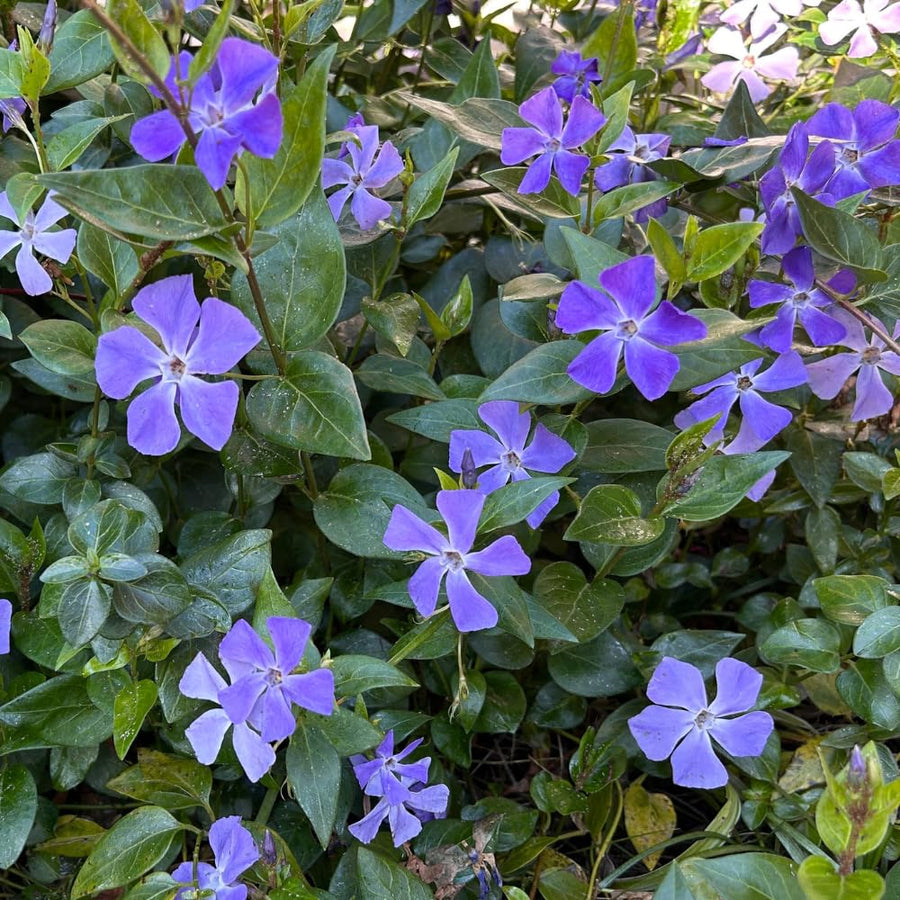 50 Vinca Periwinkle Live Plants - Vinca Minor Ground Cover Plants, 6-8" Well Rooted Plants, Bare Root for Planting Outdoor Garden