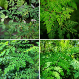 Set 2 Moringa Oleifera Drumstick Trees Live Plants, Moringa Trees Plants, 12 to 20 Inc Tall Long, Herb Gardening Outdoor