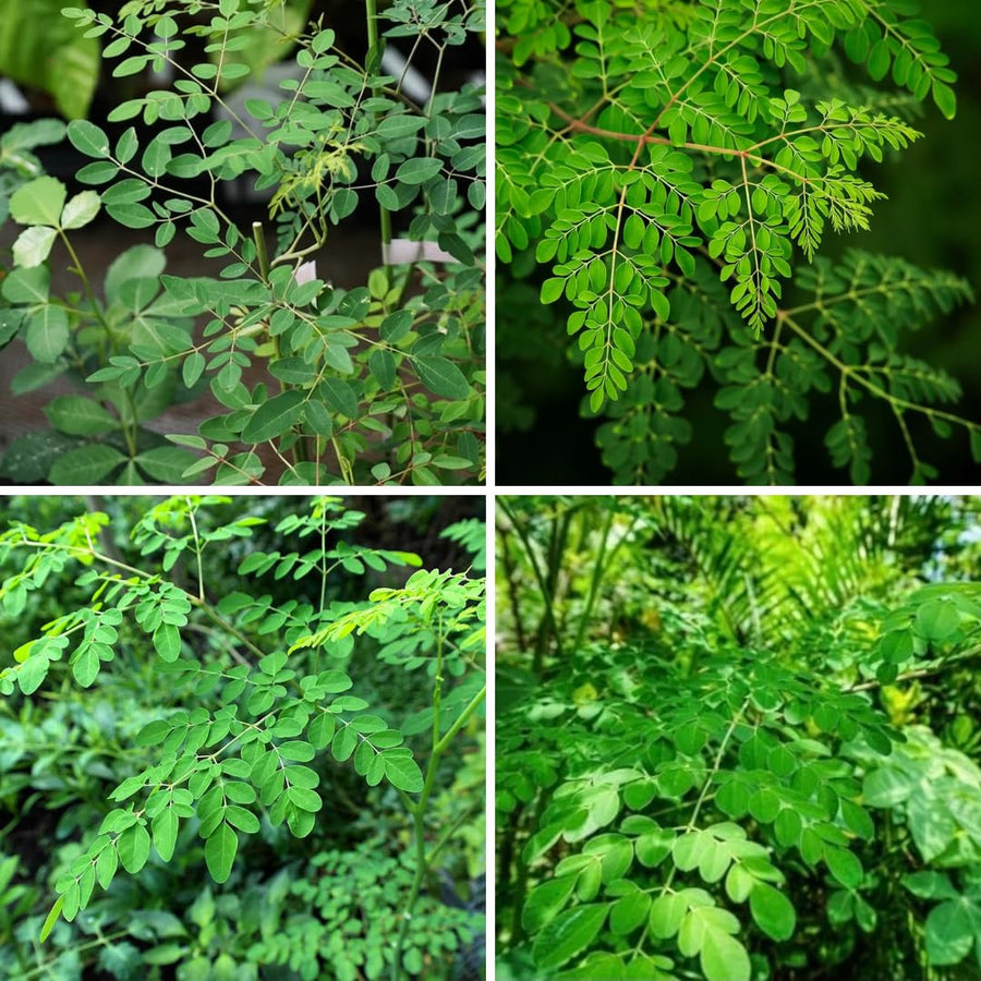 Set 2 Moringa Oleifera Drumstick Trees Live Plants, Moringa Trees Plants, 12 to 20 Inc Tall Long, Herb Gardening Outdoor