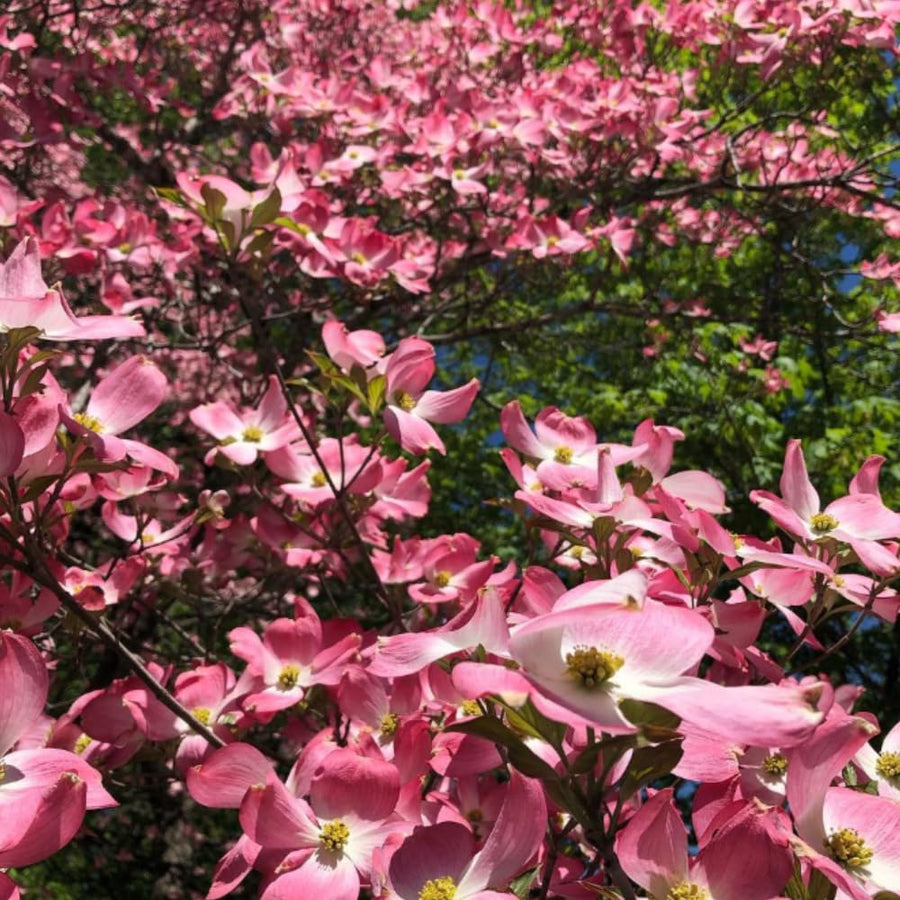 Pink Dogwood Tree Plant Live, Flowering Dogwood Plant 6-12 Inches Tall in Quart Pot, Hardy Ornamental Tree for Outdoor Garden