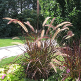 2 Purple Fountain Grass Live Plants, Perennial Grass Clumps for Outdoor Landscaping Growing, Ornamental Grasses Ready to Grow 4-9 Inches