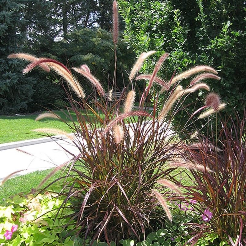 2 Purple Fountain Grass Live Plants, Perennial Grass Clumps for Outdoor Landscaping Growing, Ornamental Grasses Ready to Grow 4-9 Inches