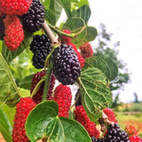 Dwarf Mulberry Plant Live - Size 5-9 Inch Tall - Sweet Mulberry Tree Live Plant