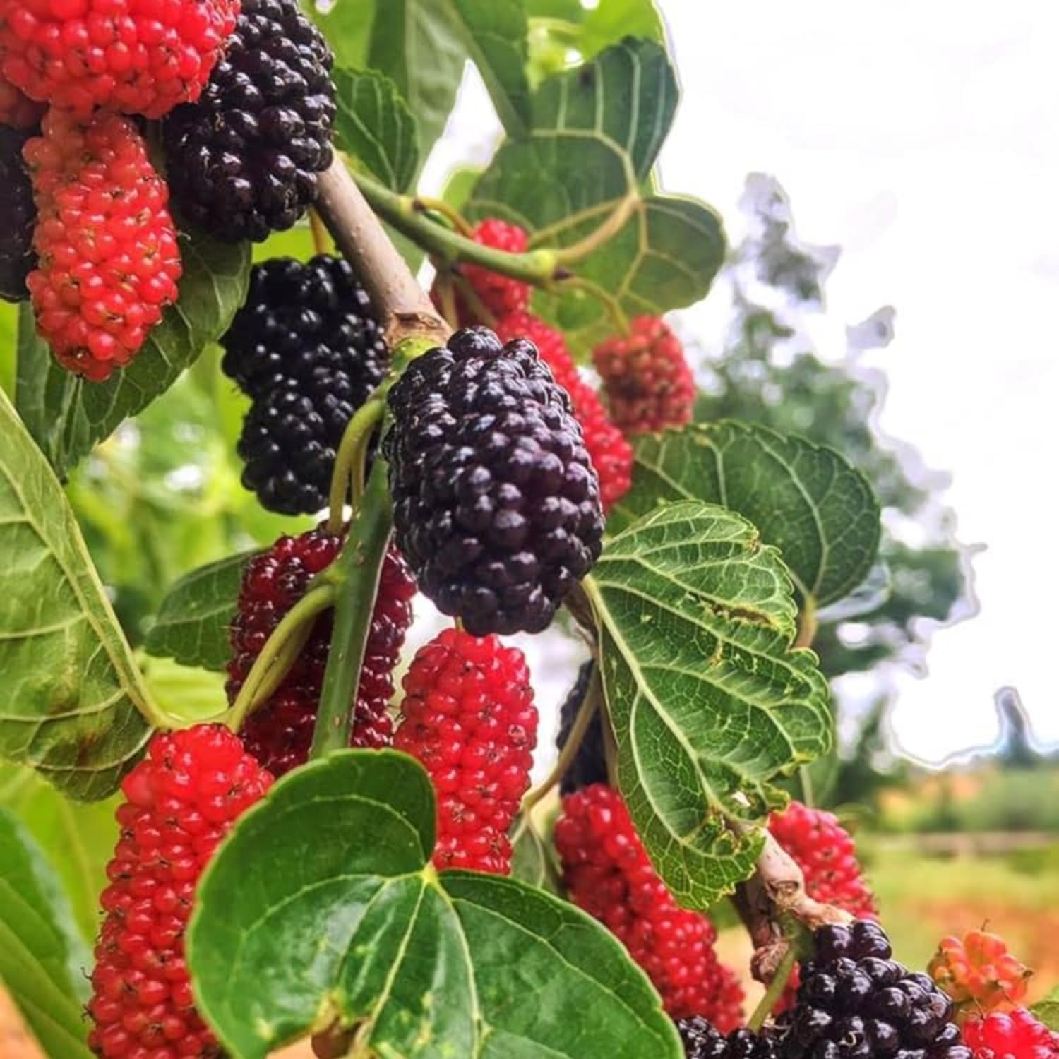 Dwarf Mulberry Plant Live - Size 5-9 Inch Tall - Sweet Mulberry Tree Live Plant