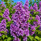 Old Fashion Lilac Bush Live Tree Plant, 1 Year Old Tree for Planting, 6 to 12 Inches in Tall, Hardy Shrub, Dormant in Winter