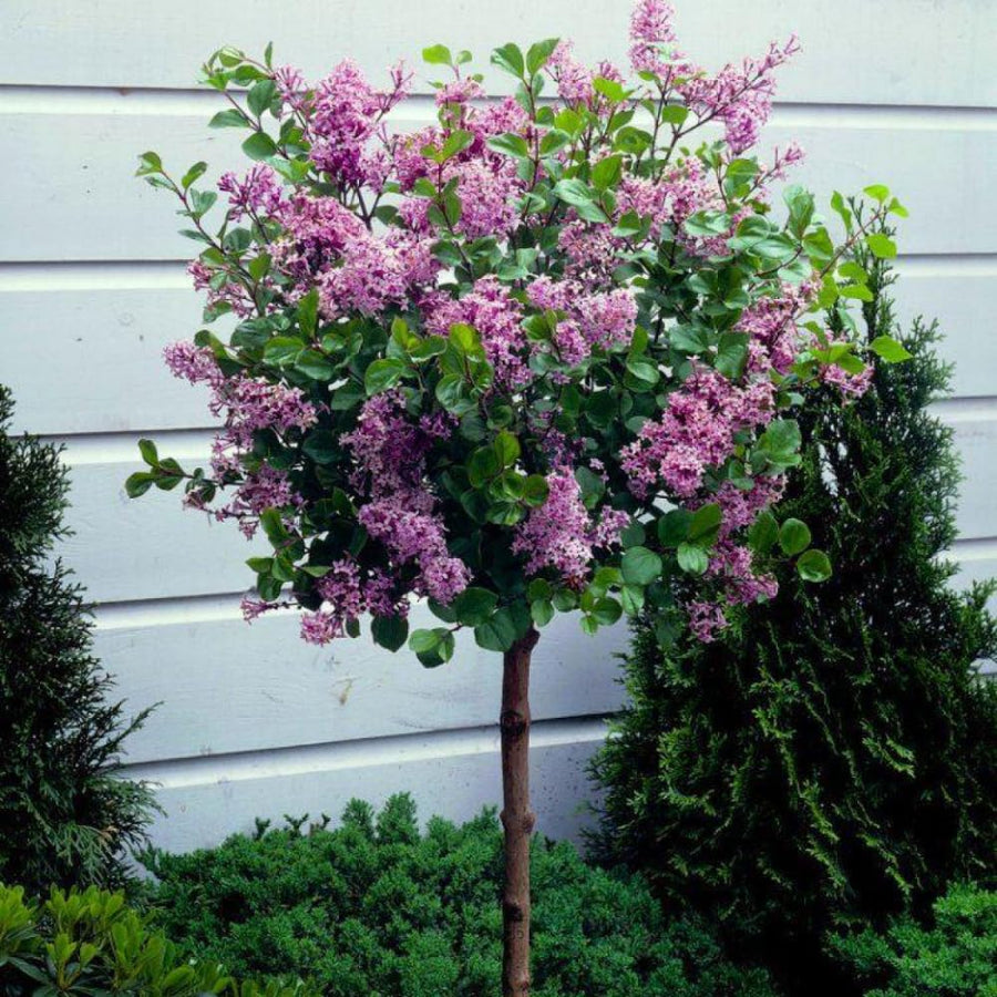 Fragrant Common Lilac Shrub in 4 Inch Pot, Live Purple Lilac Plant, Easy Grow Ornamental, Indoro Outdoor Planting