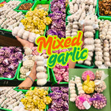 1 LB Jumbo Size Mixed Garlic for Planting in Spring, Softneck Hardneck Garlic Bulbs for Planting, Fresh and High Yield, Cold Hardy, Fast-Growing, 5-6 Bulbs Garlic
