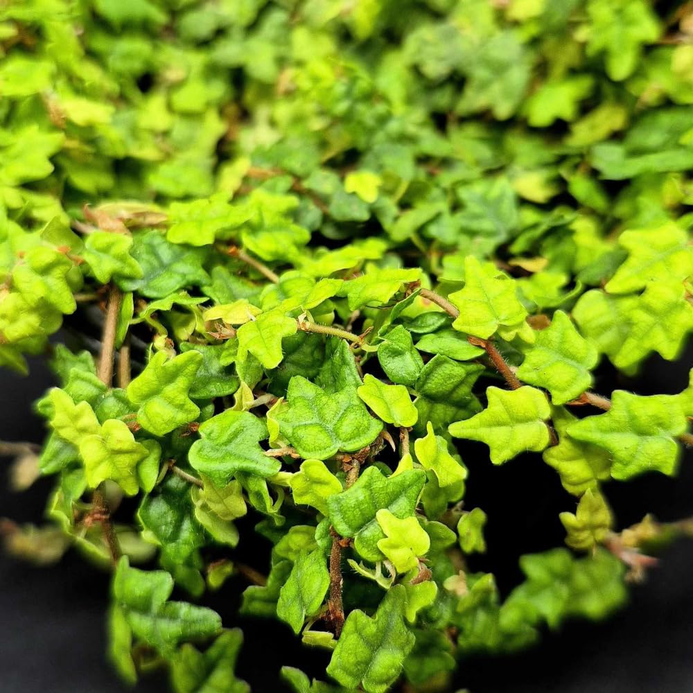 Succulent Plant Live, Trailing Houseplant, Indoor Green Foliage Plant in 4 Inch Pot (String of Frogs)