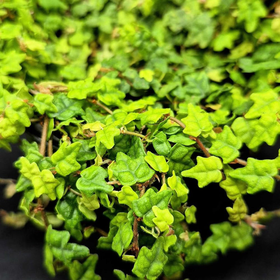 Succulent Plant Live, Trailing Houseplant, Indoor Green Foliage Plant in 4 Inch Pot (String of Frogs)