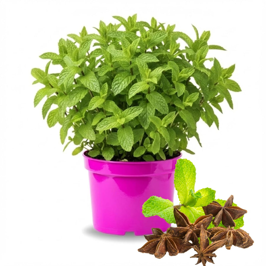Fresh Chocolate Mint Live Plant in 3.5 Inch Pot, Mint Herb Live Plant for Indoor Outdoor Growing, Spring Planting