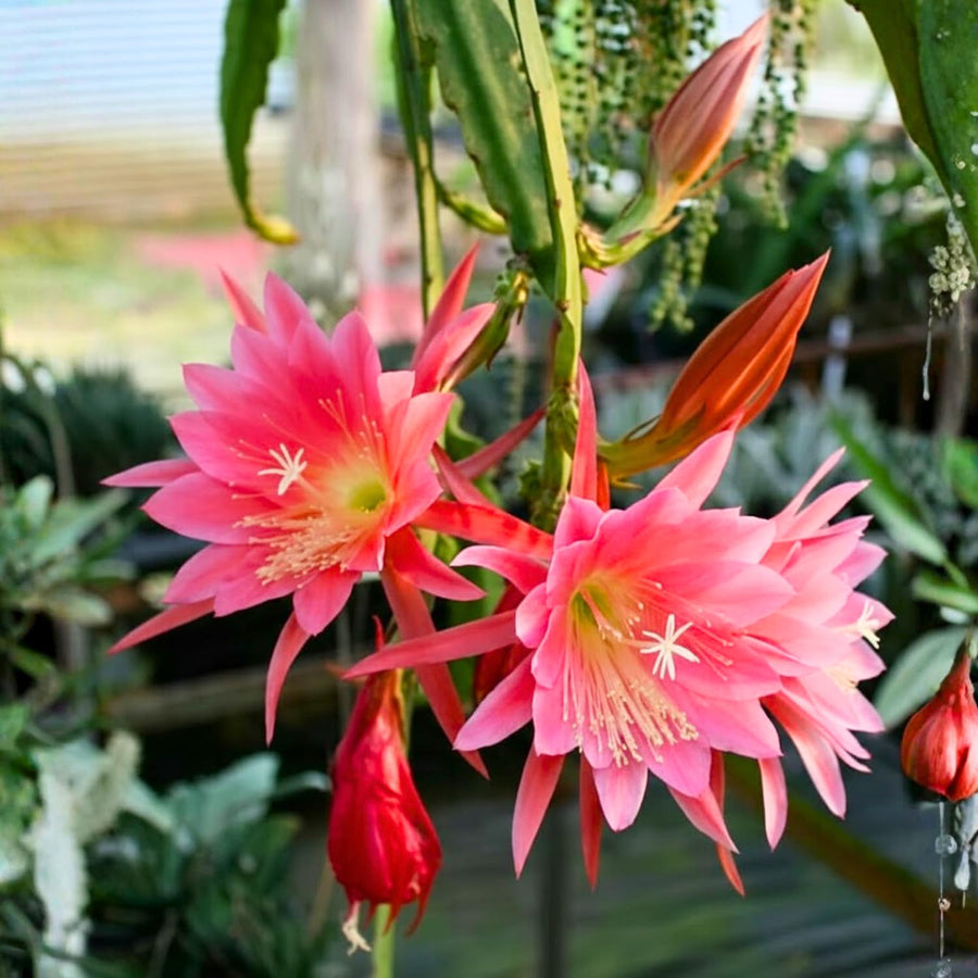 Epiphyllum Orchid Cactus Live Plant, Vibrant Blooming Orchird Cactus in 3.5" Pot, Compact, Cold Hardy, Low Maintenance (Pink Orchid Cactus)