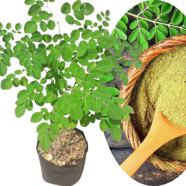 2 Moringa Plant Live Tree 1-2 Feet Tall in Pot, Malunggay Plant Live, Moringa Oleifera Tree Plant Live, Drumstick Horseradish, No CA