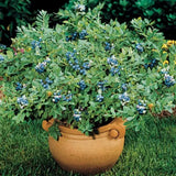 Emerald Blueberry Tree Live Plant Bush in 4" Pot, Sweet and Well-Rooted