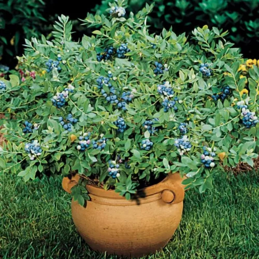 Emerald Blueberry Tree Live Plant Bush in 4" Pot, Sweet and Well-Rooted