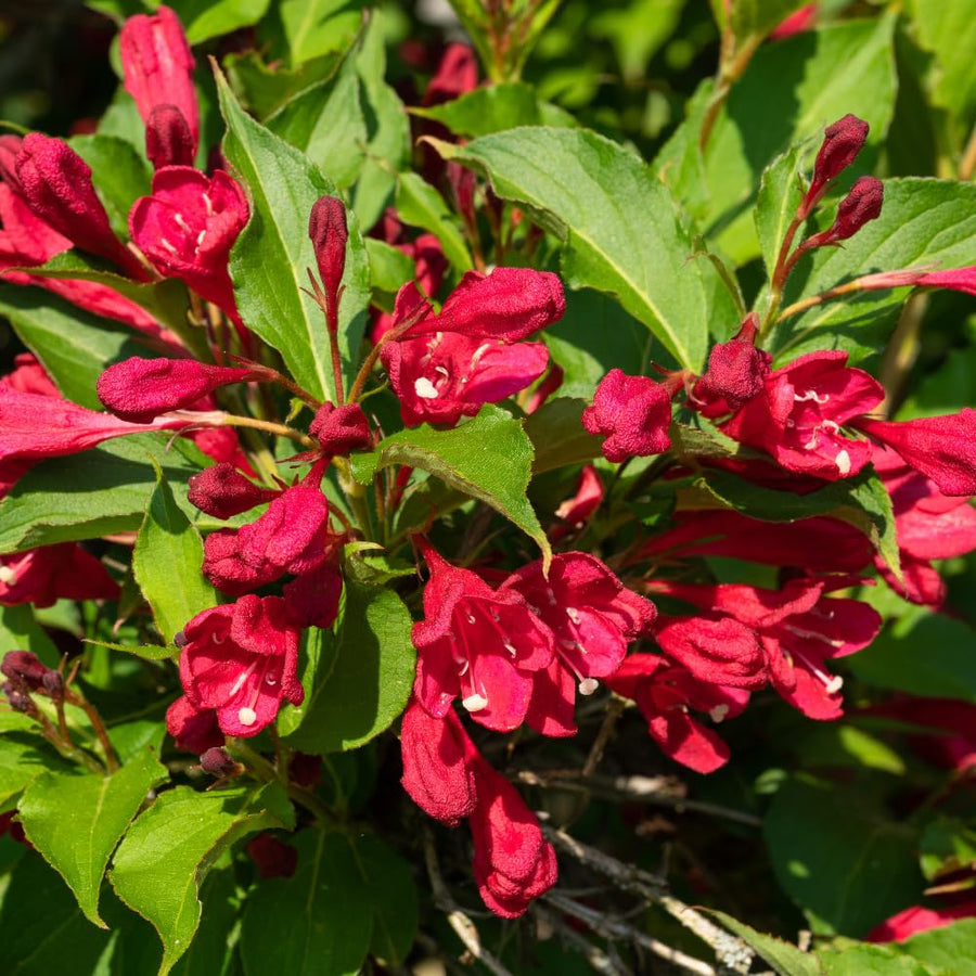 Pink Weigela Live Plant, 4 Inch Pot, 4-7 Inches Tall, Flowering Shrub for Outdoor Garden and Landscape