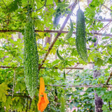 Bitter Melon Plant, 4-8 Inch Tall Plant in 4 Inch Pot - Green Bitter Gourd Vegetable Vine Plant for Outdoor Garden Trellis