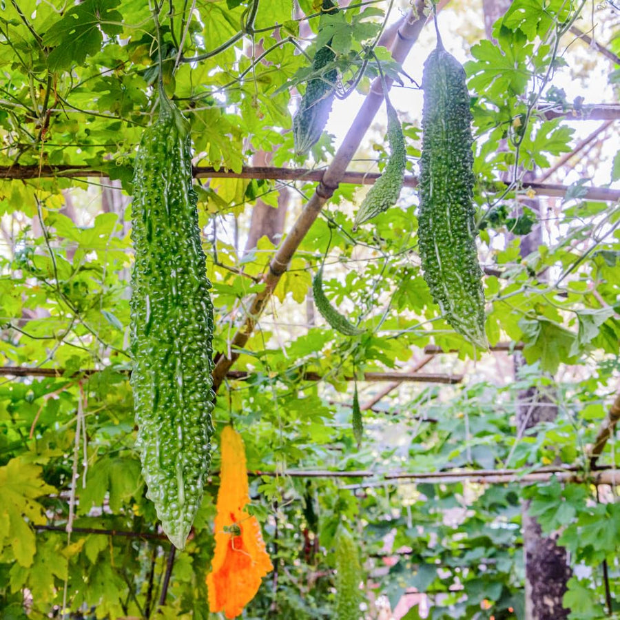 Bitter Melon Plant, 4-8 Inch Tall Plant in 4 Inch Pot - Green Bitter Gourd Vegetable Vine Plant for Outdoor Garden Trellis