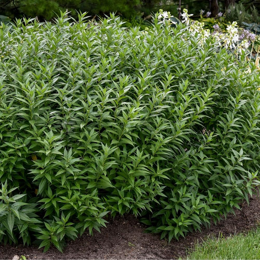 2 Mexican Tarragon Plant Live, 4-6 Inches Tall, Well Rooted Culinary Herb, Mexican Tarragon Plant for Indoor Outdoor Growing