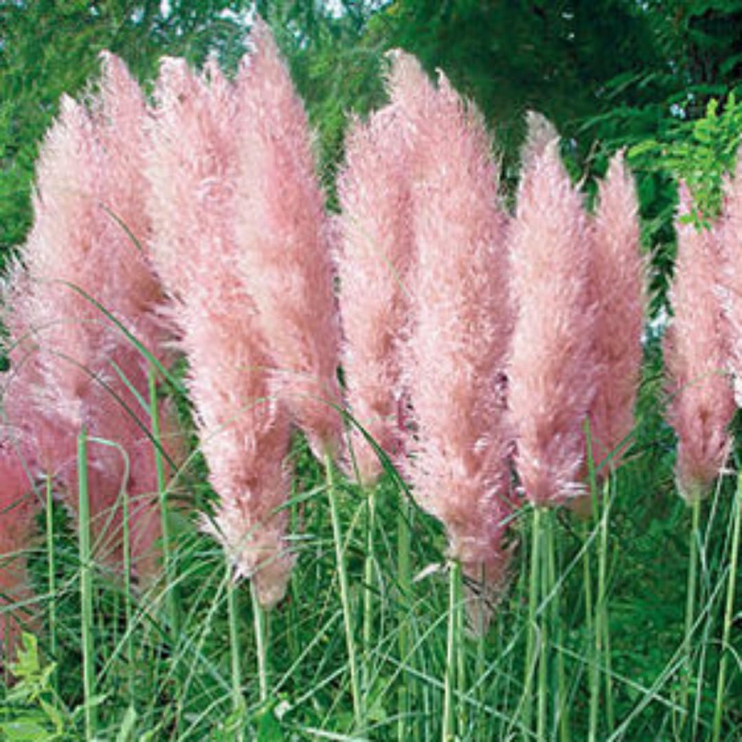 3 Pink Pampas Grass Plants Live, Live Pampas Grass Plant Ornamental Grass Plant Perennial, from 5 Inc to 8 Inc in Height