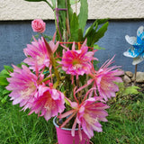 Epiphyllum Plants Live, 2 Plants per Pot, Orchid Cactus Plants for Indoor and Outdoor Planting, Well Rooted Orchid Cactus Plant, Ready to Plant (Pink Epiphyllum)