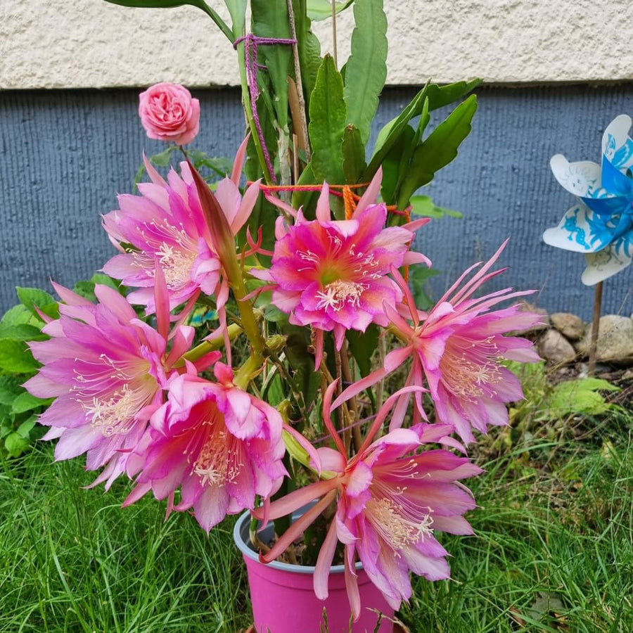 Epiphyllum Plants Live, 2 Plants per Pot, Orchid Cactus Plants for Indoor and Outdoor Planting, Well Rooted Orchid Cactus Plant, Ready to Plant (Pink Epiphyllum)